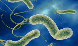 幽门螺旋杆菌最新爆料,揭秘胃病元凶的神秘面纱